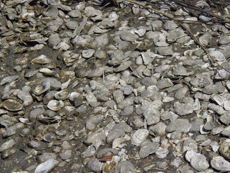 Shells near Boone Hall Plantation Cotton Shed