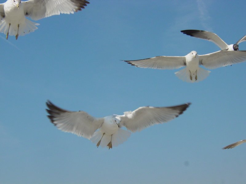 Gulls on Isle of Palms Beach