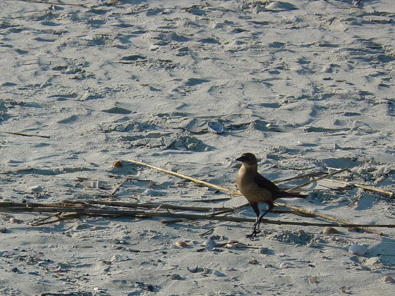 Bird on Folly Beach near Sumter Drive