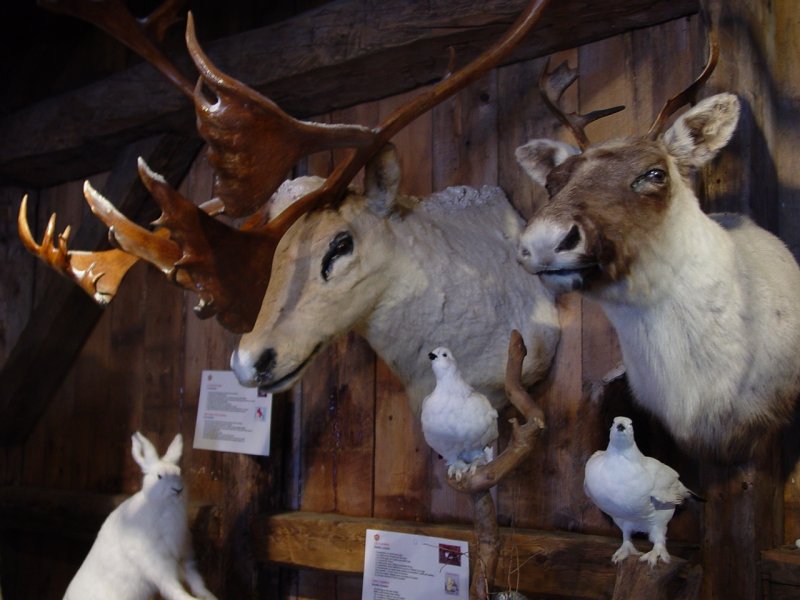 Qubec Wildlife Museum