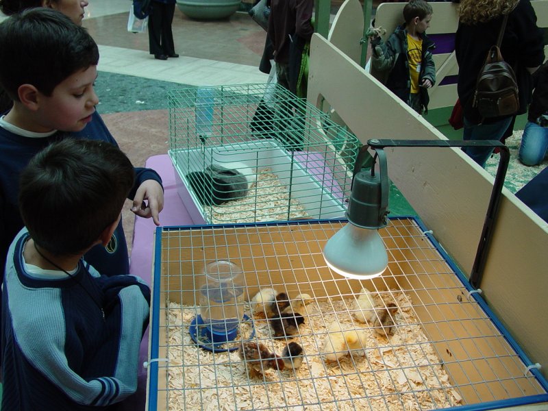 Easter Petting Zoo at Place Laurier