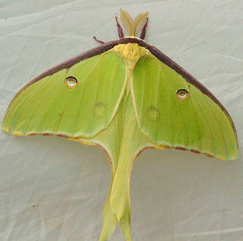 Moth at Brandywine