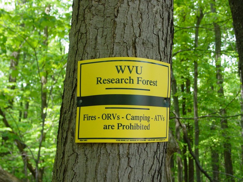 WVU Forest