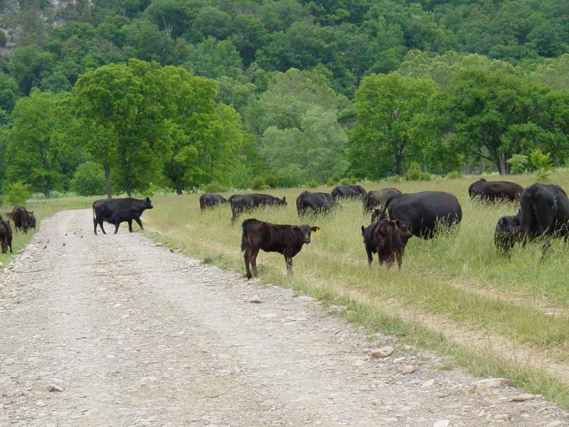 Cattle on the road to McNeill's Public Launch - Click to Enlarge