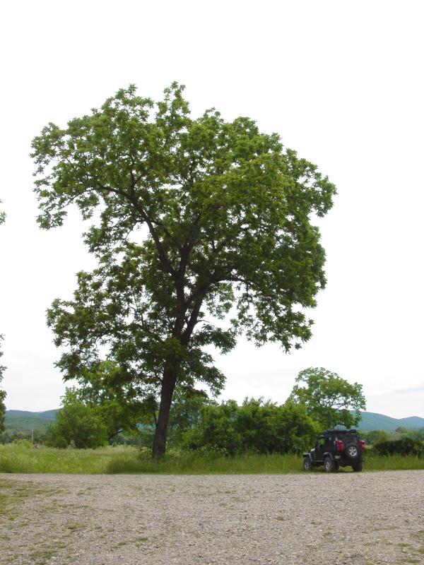 Parking at McNeill's Public Launch - Click to Enlarge