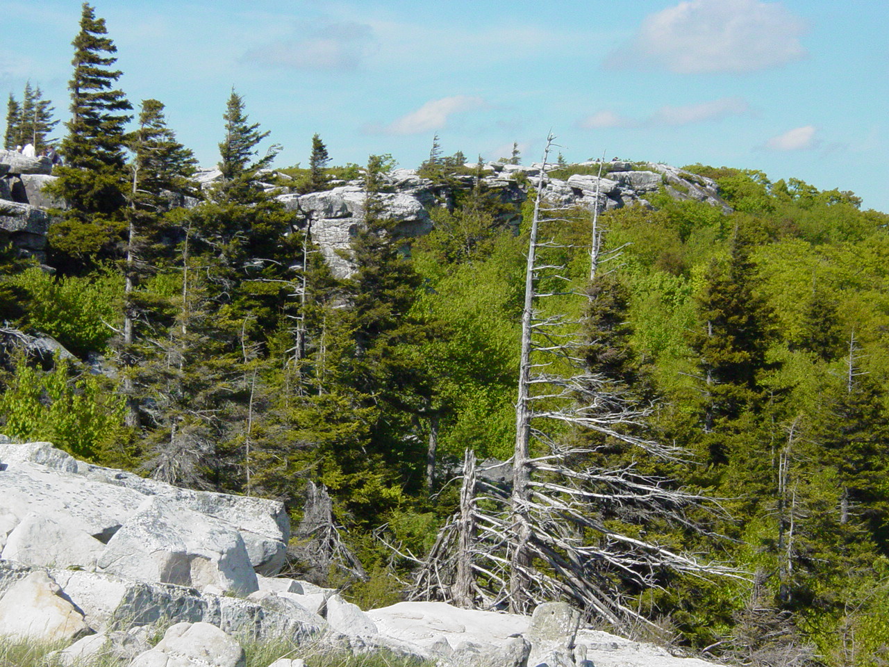 Dolly Sods near Bear Rocks - Click to Enlarge