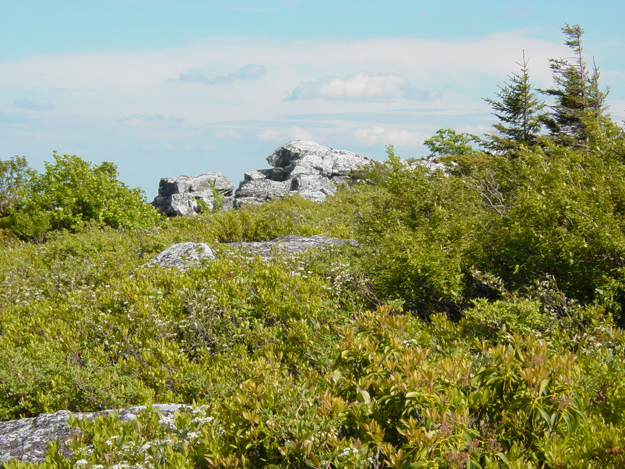 Dolly Sods - Click to Enlarge