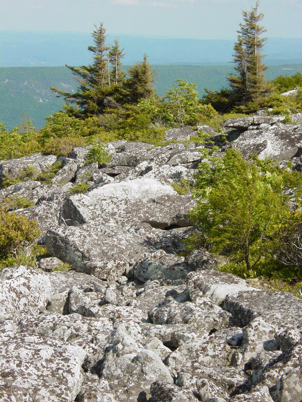 Dolly Sods - Click to Enlarge