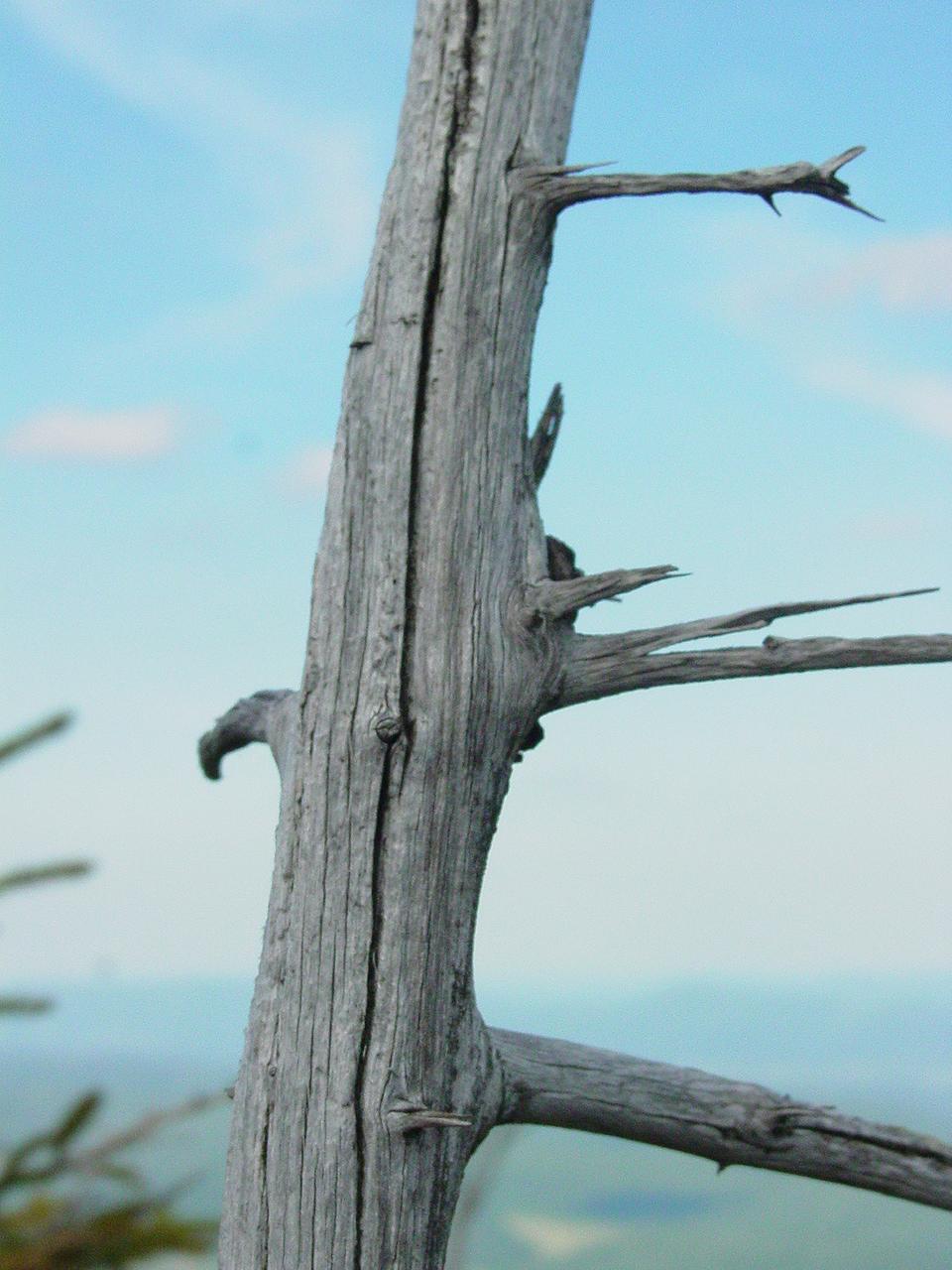 Dolly Sods - Click to Enlarge