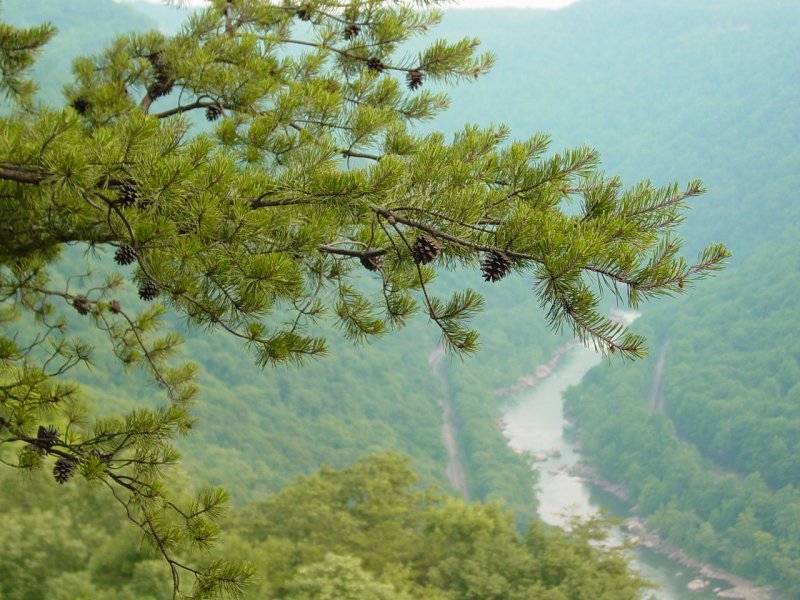 View from New River Gorge Observation Deck - Click to Enlarge