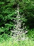 Lichen-covered Tree