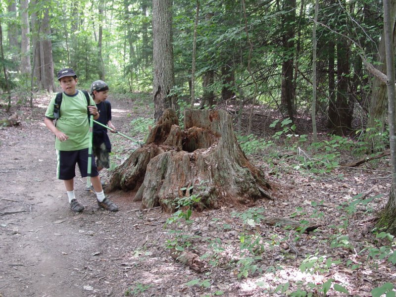 Large Stump on Long Point Trail