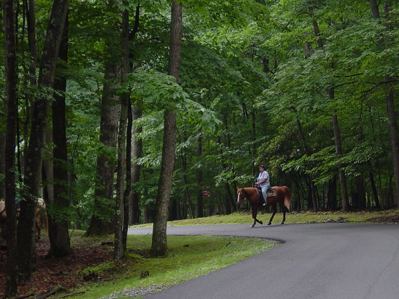 Horse Crossing on FR802 Babcock State Park