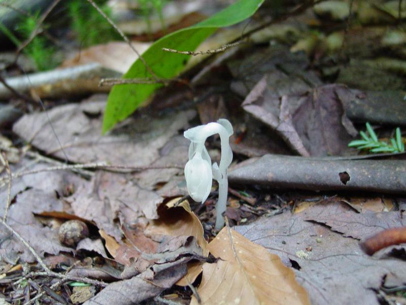 Indian Pipe (Fungus) - Click to Enlarge