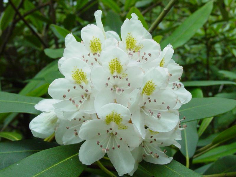 Mountain Laurel - Click to Enlarge
