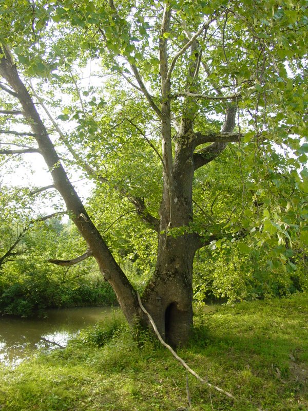 Tree Near The Bridges of Greene County # 7 - White Bridge
