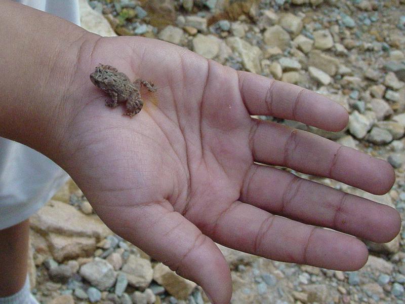 Small toad - Click to Enlarge