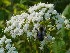 Pretty flowers with insect