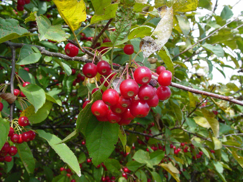Berries at Wildlife Area