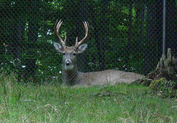 Deer at Wildlife Area