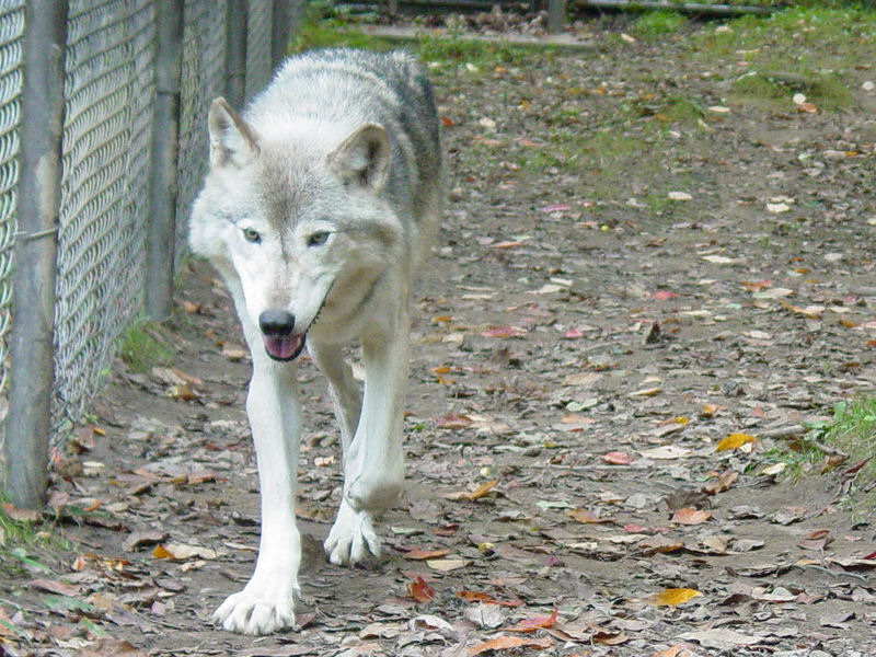 Wolf at Wildlife Area