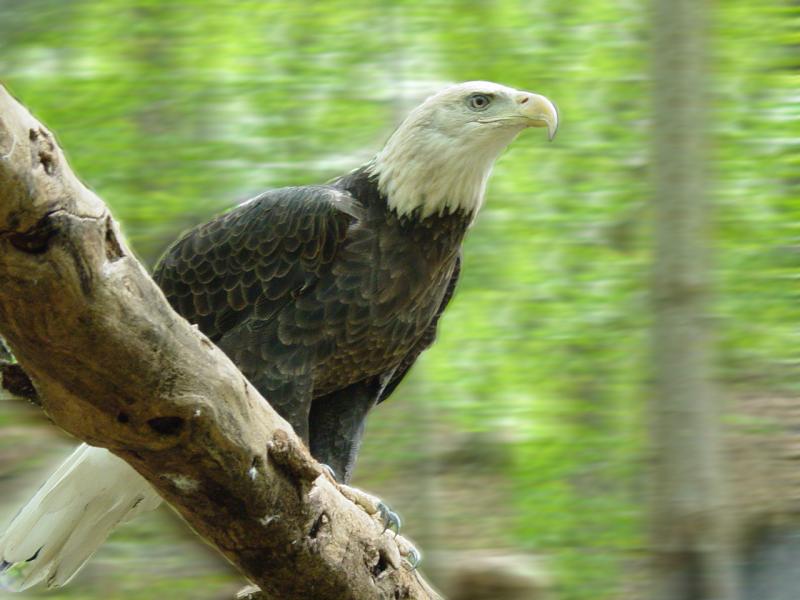 Eagle at Wildlife Area