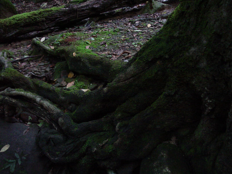 Mossy Tree Roots - Click to Enlarge