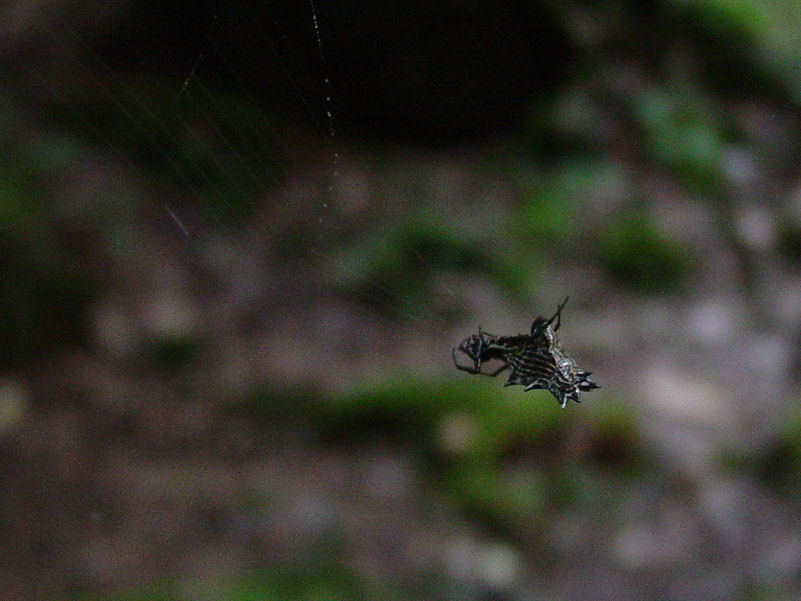 Spider Web - Click to Enlarge