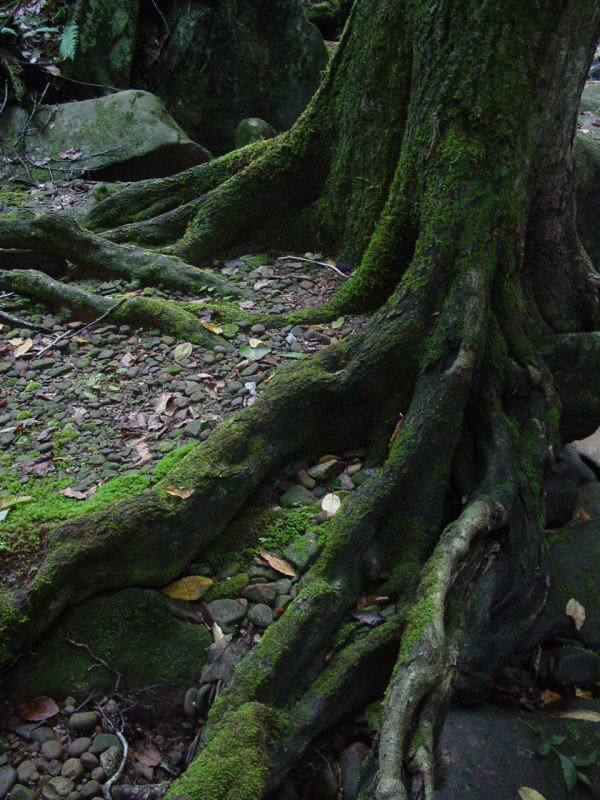 Mossy Tree Roots