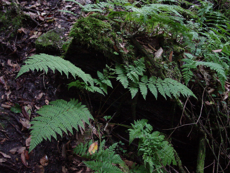 Ferns and Mossy Stump - Click to Enlarge