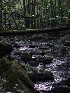 Laurel Fork stream
