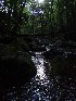 Laurel Fork stream