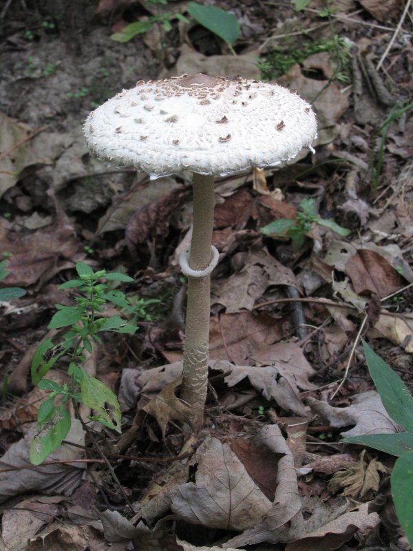 Mushroom in White Rock Hollow - Click to Enlarge