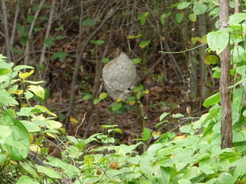 Insect Hive near DuPont TNT Plant Ruins
