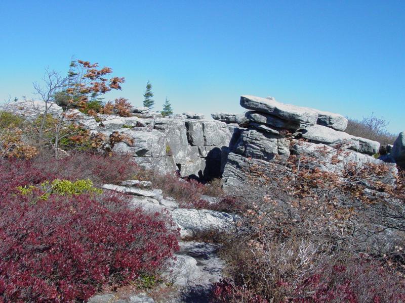 Trail to Bear Rocks on Dolly Sods