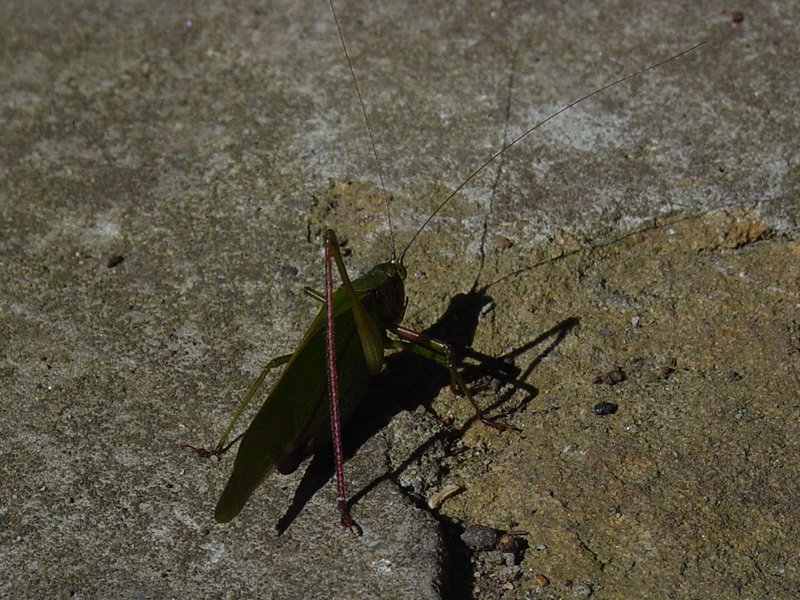 Insect at Clay Furnace
