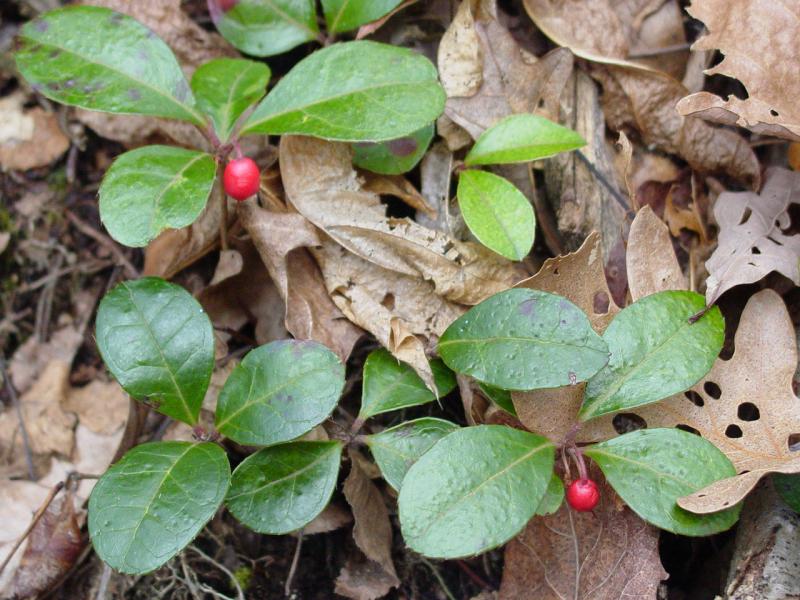 Wintergreen (Checker berries) - Click to Enlarge