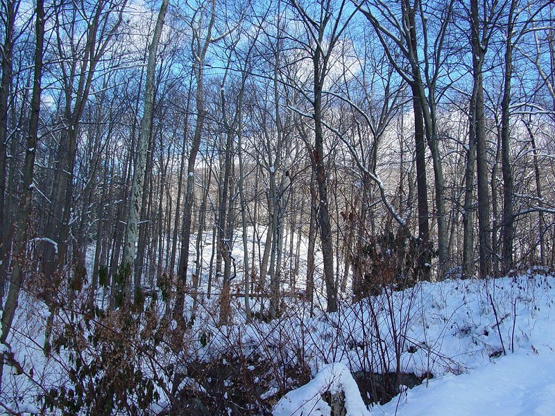Woods near Beaver Hole