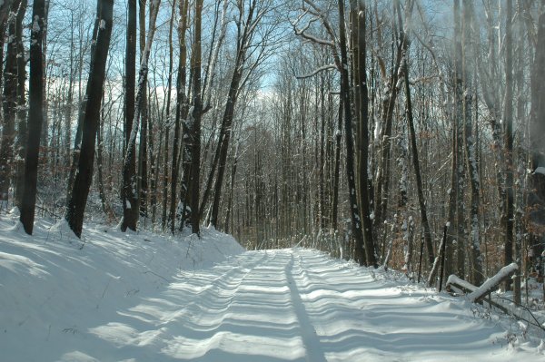 Trail down to Beaver Hole