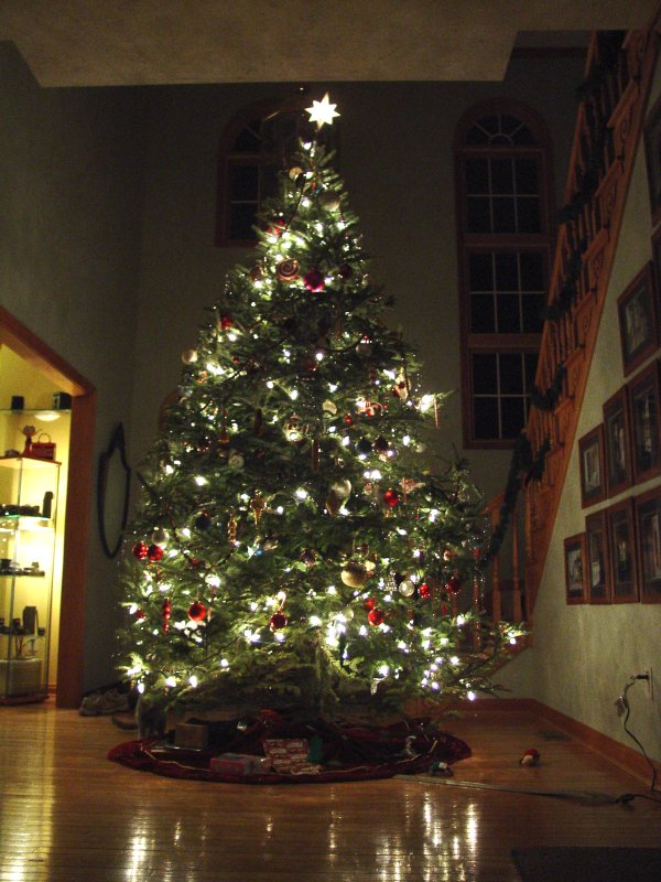 Christmas Tree from Family Room