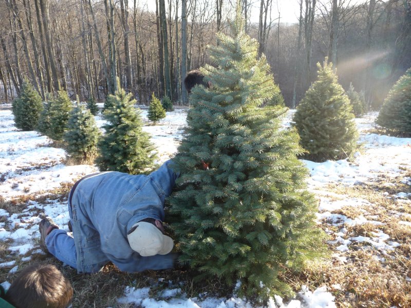 Cutting the Smaller Tree