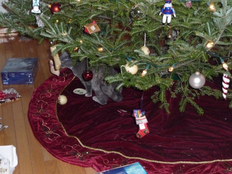 Cuppy under the tree