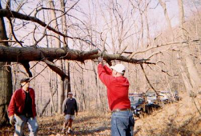 Fallen tree removal