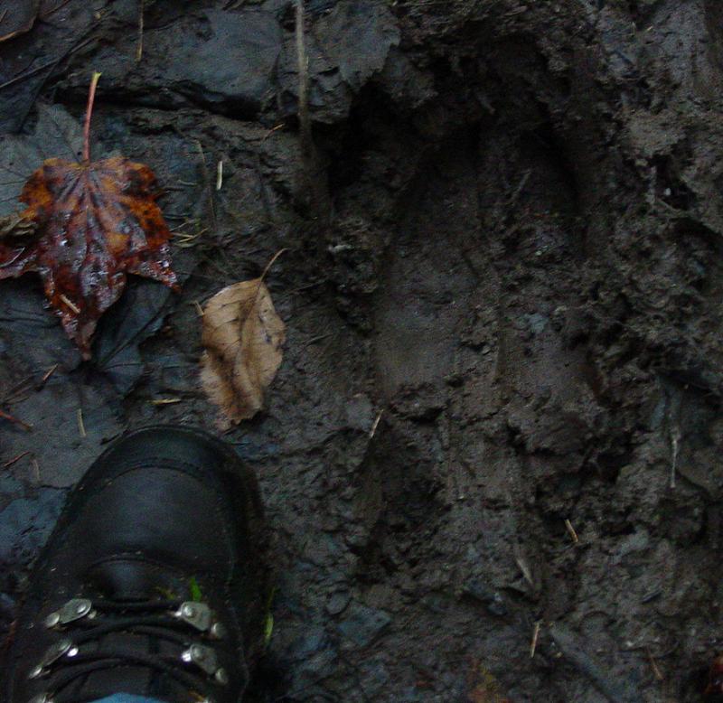 Size 12 Boot with Moose Track - Click to Enlarge