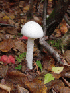 Deadly Mushroom?