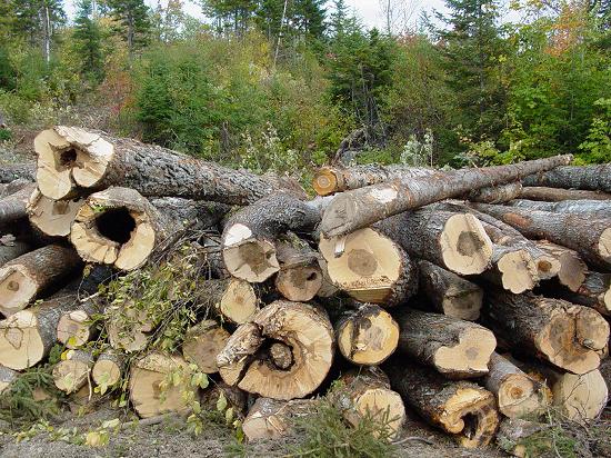 Cut Lumber