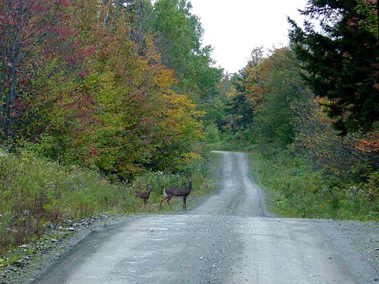 Deer near the Road
