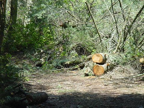 Trail Clean-up Results