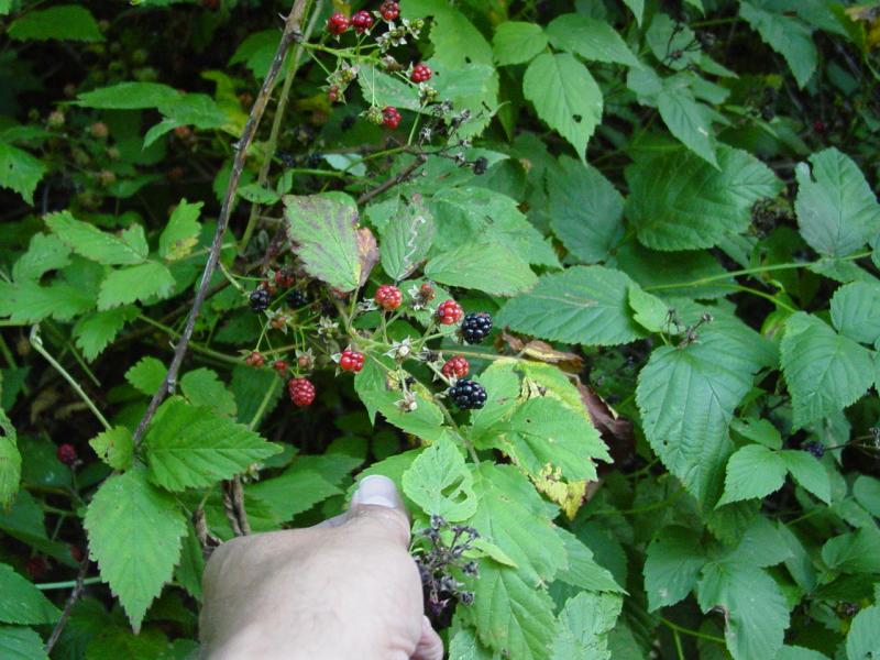 Black Berries - Click to Enlarge